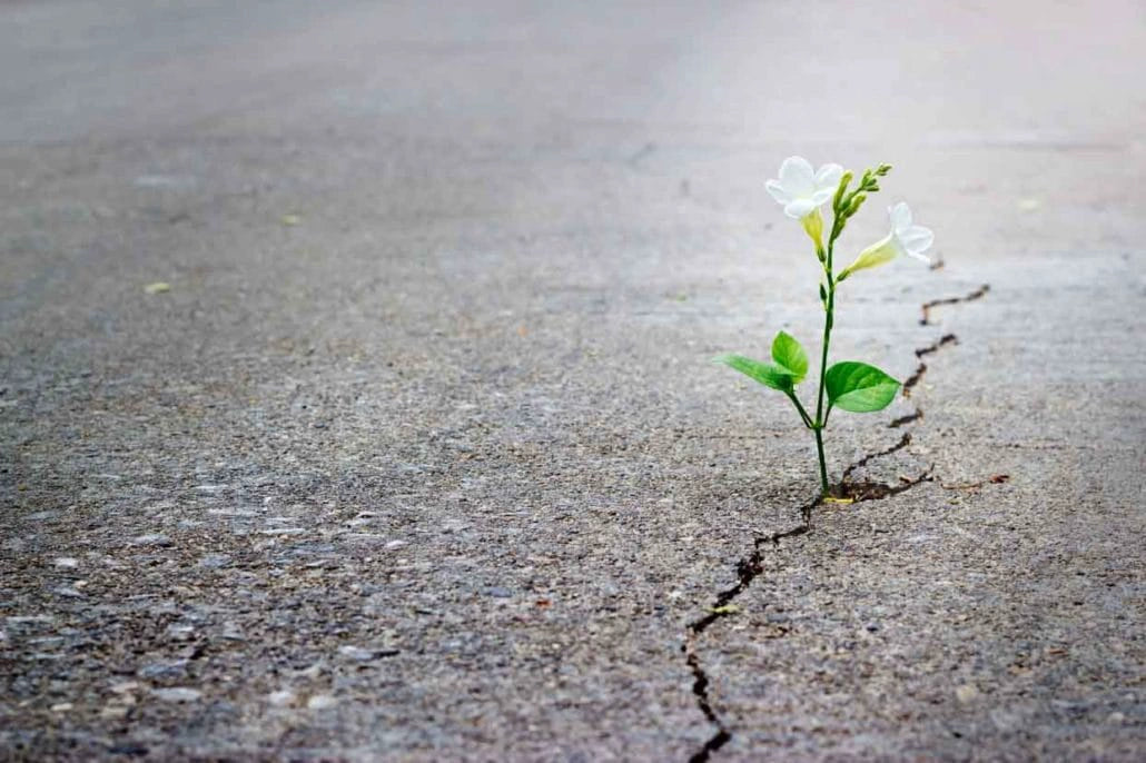 White flower blooming through a crack in pavement