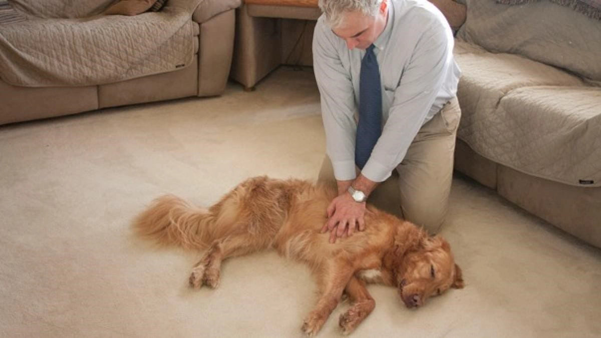Man performing CPR-style compressions on a golden retriever lying on the floor