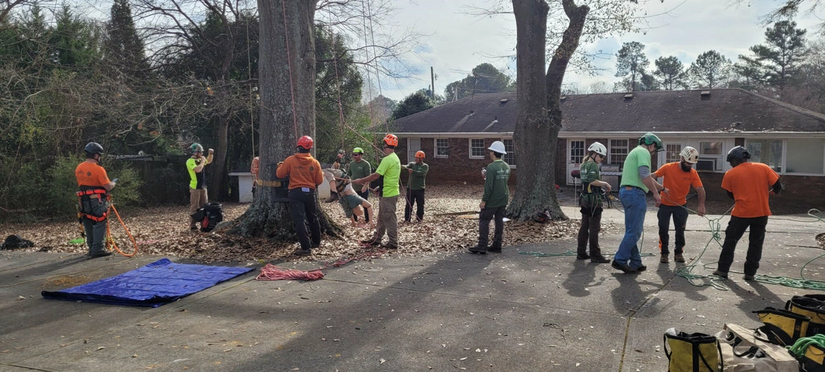 Group of arborists in helmets and safety gear working with climbing ropes near large trees