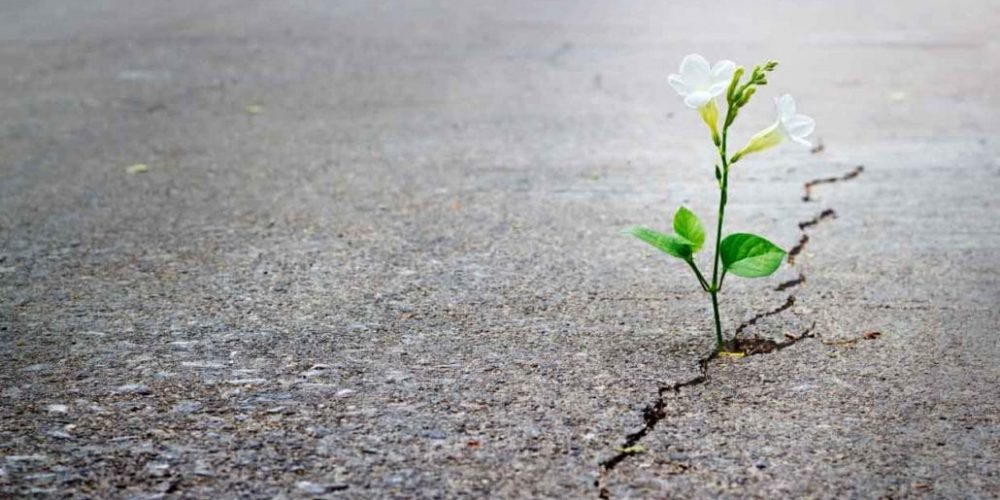 flower in crack on road